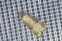 Chrysocrambus linetella