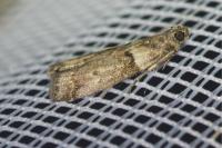 Acrobasis consociella