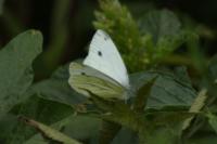 Pieris napi