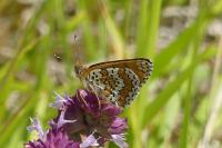 Melitaea cinxia