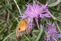 Pyronia tithonus