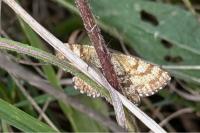 Ematurga atomaria