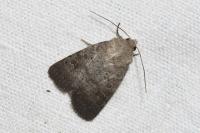 Hoplodrina blanda