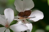 Cacyreus marshalli