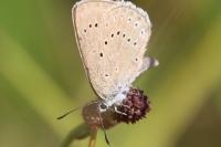 Phengaris teleius