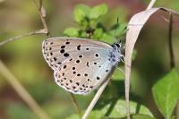 Phengaris arion