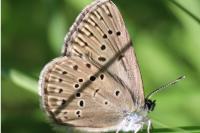 Phengaris alcon