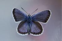 Plebejus argus