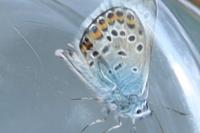 Plebejus argus