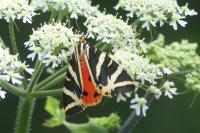 Euplagia quadripunctaria