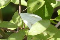 Sitochroa palealis
