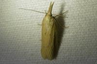 Ematheudes punctella