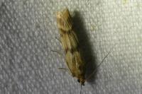Homoeosoma sinuella
