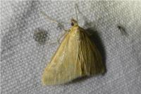 Sitochroa verticalis
