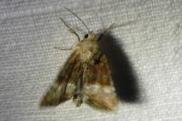 Mesoligia furuncula