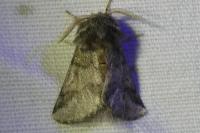 Thaumetopoea processionea