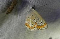 Aricia agestis