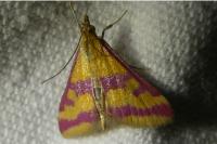 Pyrausta sanguinalis