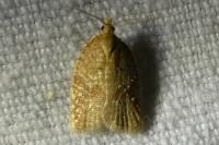 Acleris quercinana