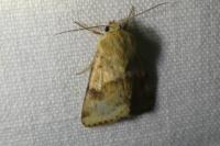 Heliothis viriplaca