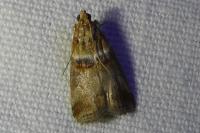 Acrobasis tumidana
