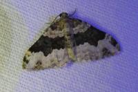 Epirrhoe galiata