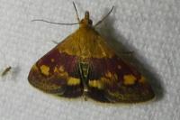 Pyrausta aurata