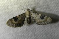 Eupithecia centaureata