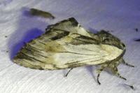 Harpyia milhauseri