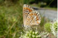 Aricia agestis