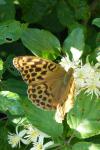 Argynnis paphia