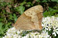 Maniola jurtina