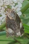 Tyta luctuosa