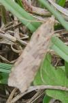 Nomophila noctuella