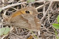 Maniola jurtina