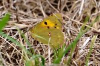Colias crocea