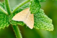 Sitochroa verticalis