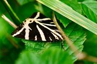 Euplagia quadripunctaria