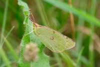 Colias crocea