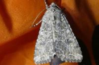 Anarta trifolii