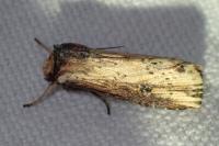 Axylia putris