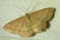 Scopula rubiginata