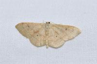 Idaea rubraria