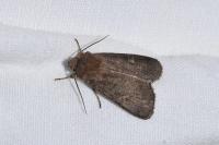 Xestia xanthographa