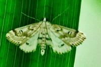 Parapoynx stratiotata