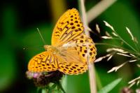 Argynnis paphia
