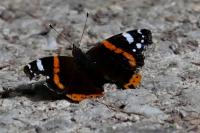 Vanessa atalanta