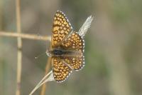 Melitaea cinxia