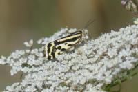 Emmelia trabealis