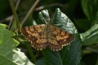 Ematurga atomaria